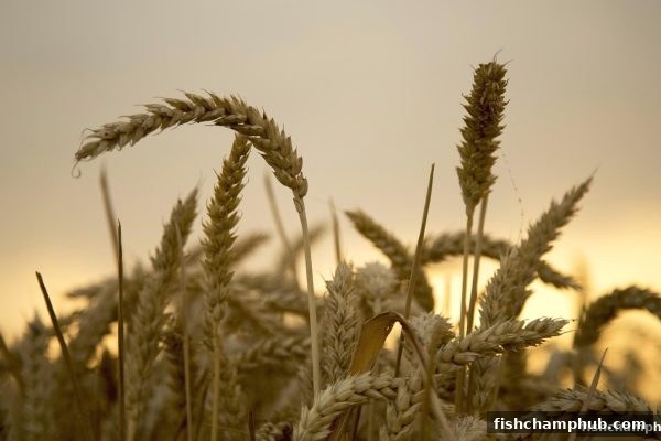捕鱼王者首存福利全攻略：解锁新手专属红利与进阶技巧