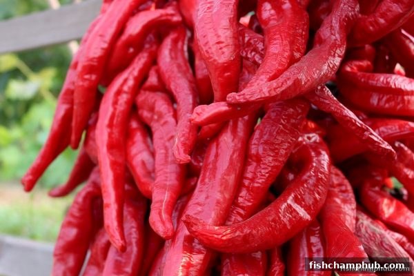 捕鱼王者平台充值优惠全攻略：11选5玩法赠礼深度解析